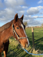 Vente de cheval : Nec d�Occagnes